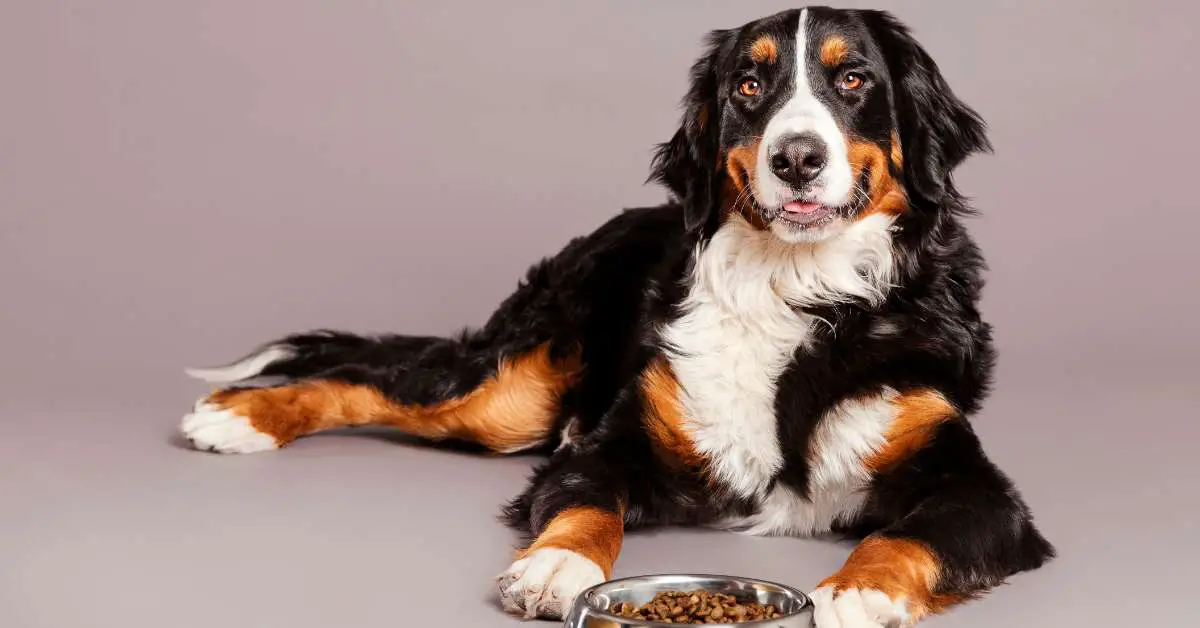 what to mix with dog food for weight loss