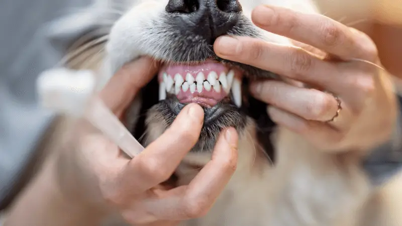 20c3e47b 2327 40e0 8271 e3d534b3f6e5 1 Dog Teeth Chattering: What Is Behind This Strange Behavior?
