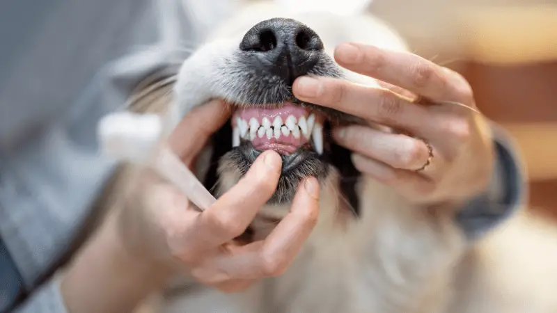 46a32587 dd44 4b56 bf74 1b1ef68e4da8 1 When Do Puppies Lose Their Baby Teeth? - The Teething Timeline
