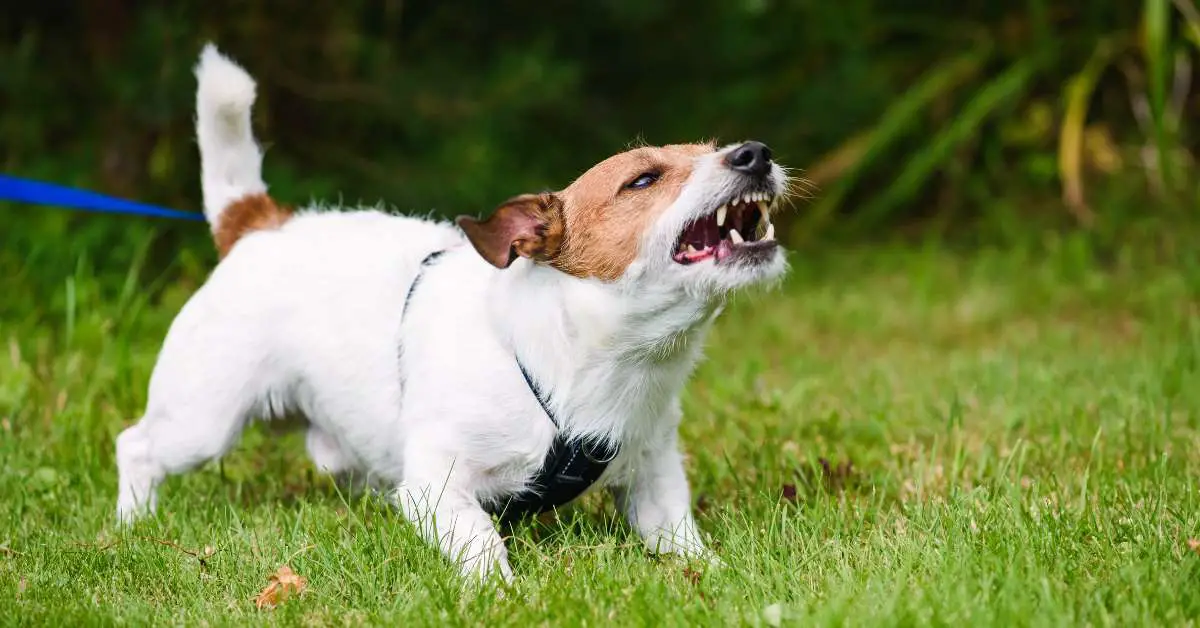 Are Pedigree Dentastix Good For Dogs