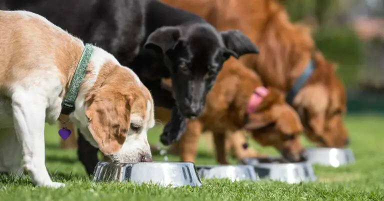 Fish Oil Supplements For Dogs: Benefits and Considerations