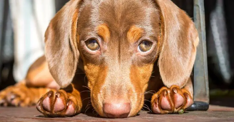How To Treat Eye Infection In Dogs At Home