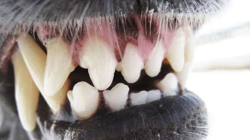 cd1325ef 5b98 4ac7 ae20 788739aa0942 1 Dog Teeth Chattering: What Is Behind This Strange Behavior?
