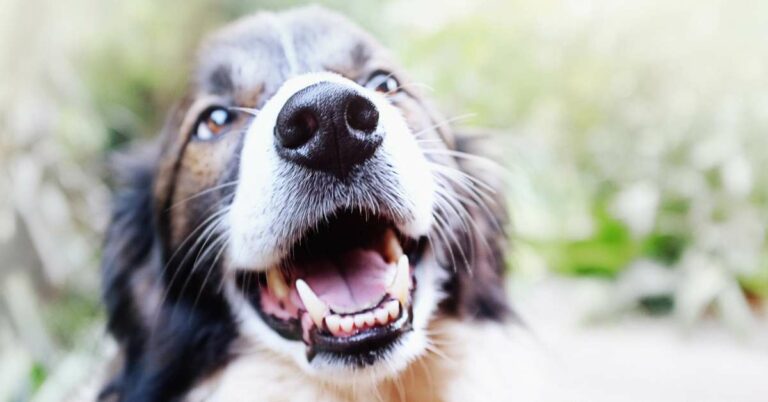 Dog Teeth Chattering: What Is Behind This Strange Behavior?