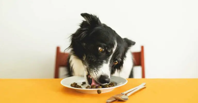How Long Can Dogs Go Without Food? When It Be Dangerous?