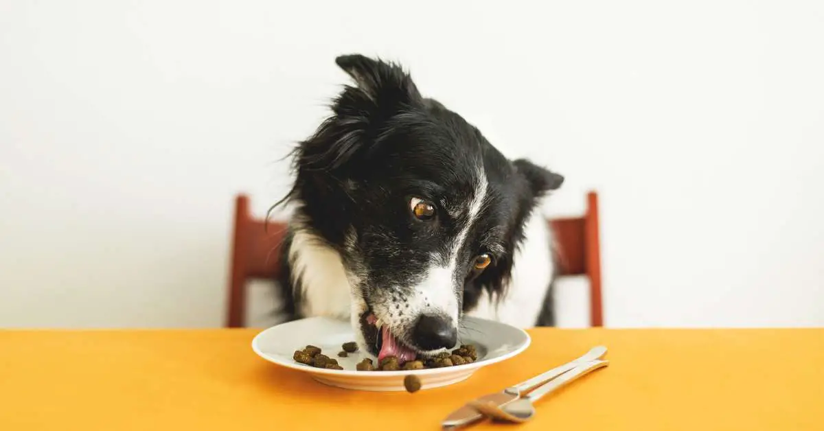 how long can dogs go without food