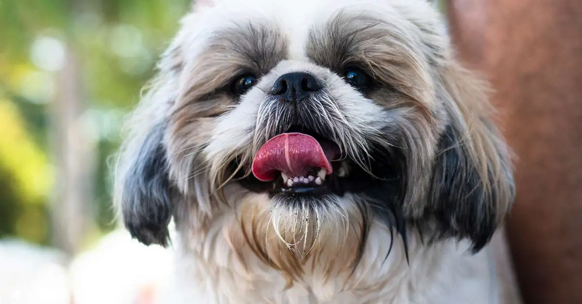 raw diet for dogs with kidney disease