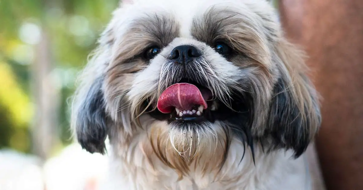 Raw Diet For Dogs With Kidney Disease Is It Really Work?