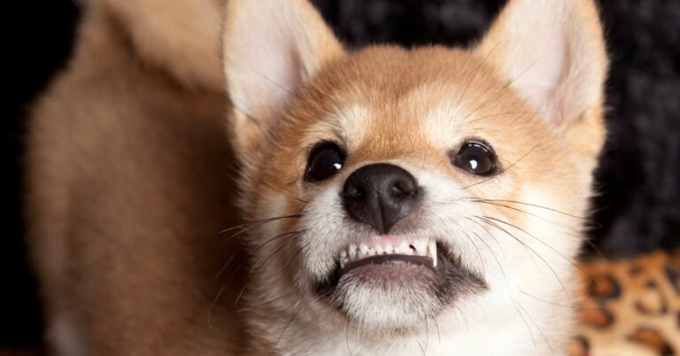 When Do Puppies Lose Their Baby Teeth? – The Teething Timeline