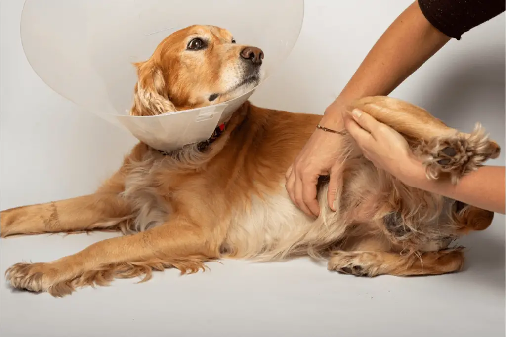852eb7e9 c362 4a64 90e4 e92edcfc3883 Dog Anus Gland Abscess Treatment: Recognize Common Symptoms