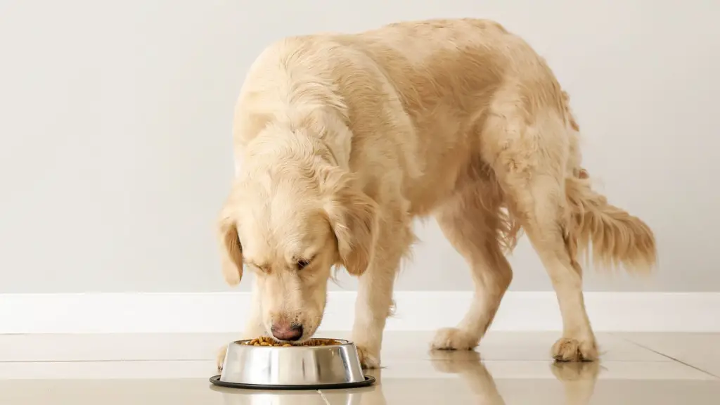 99de8882 ffbe 4bb2 816b 4f026ba08f20 Unlock Low Protein Diet For Dogs With Kidney Disease Issues