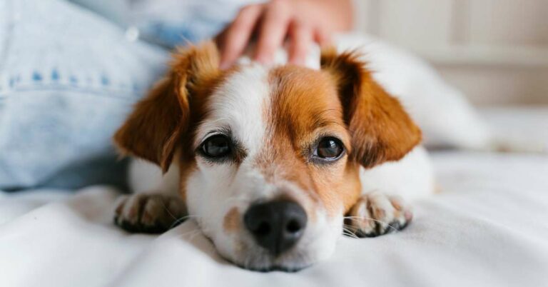 Dog Face Swollen on One Side Under Eye