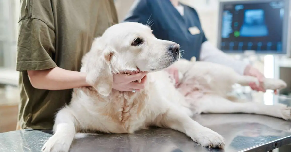 Medicine for Dog Joint Pain
