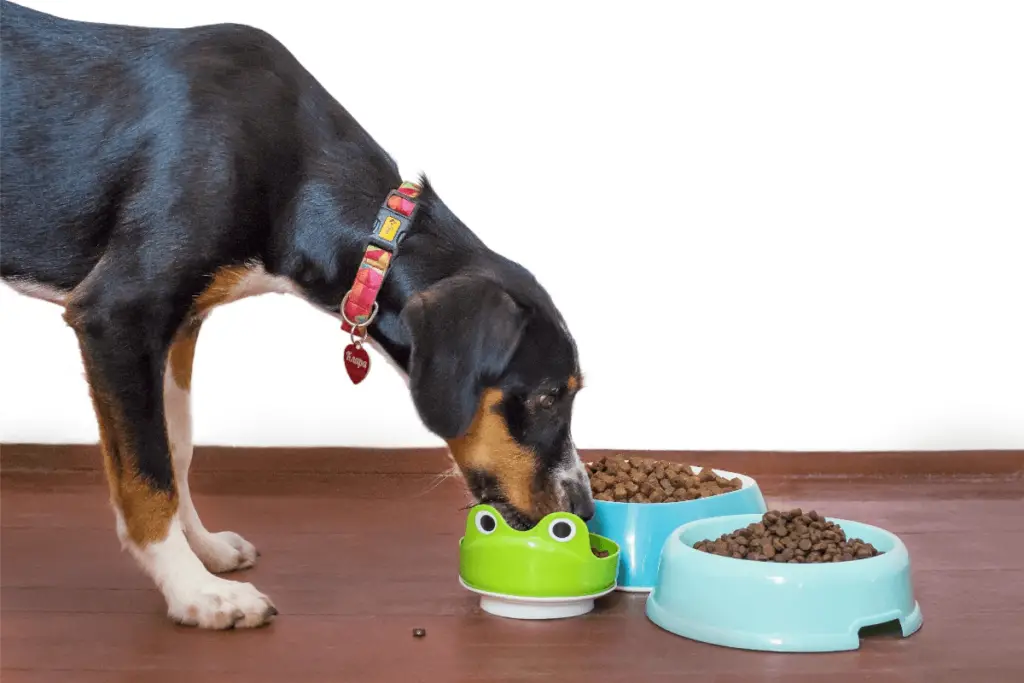 cef5b3c7 d30d 471b 904c 6ecc4938ec56 Dog Food for Liver Disease: Choosing The Right Diet
