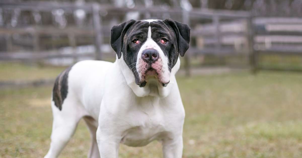 Perianal abscess dog deals treatment cost