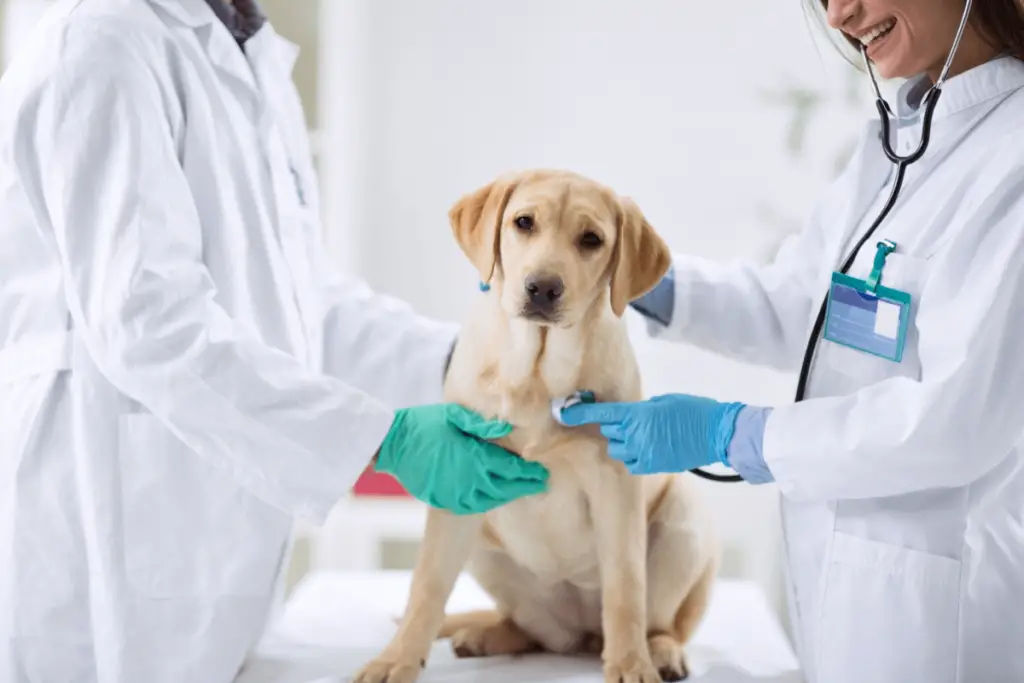 ea976a20 64de 40e6 ade3 3b35a2a0a0e3 1 Dog Anus Gland Abscess Treatment: Recognize Common Symptoms