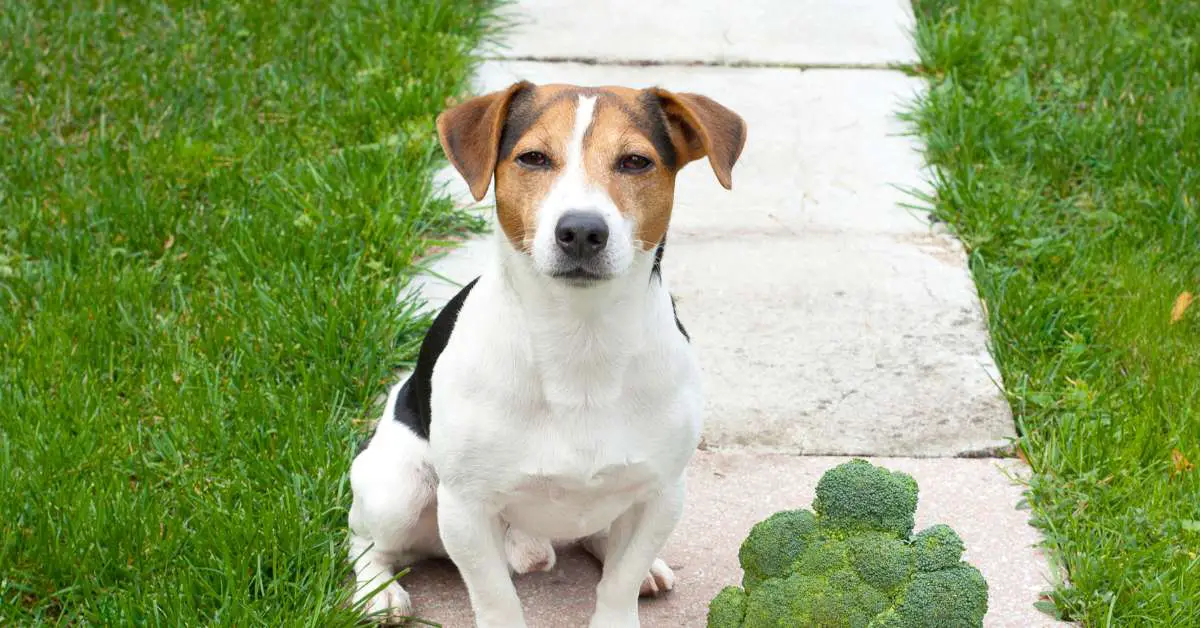 low protein diet for dogs with kidney disease