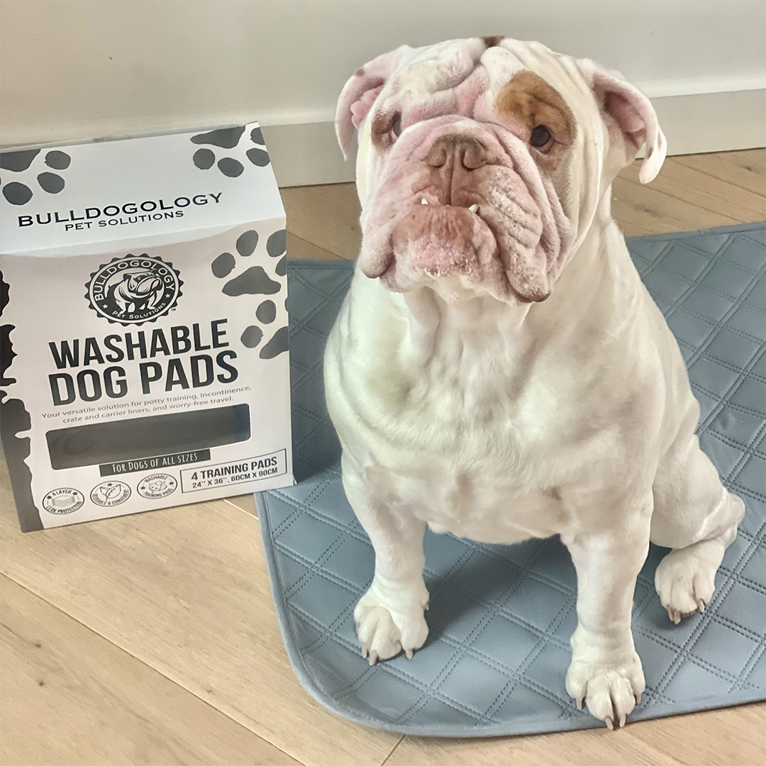 reusable pee pads reviews 0004 content 395310 Washable Pee Pads for Dogs
