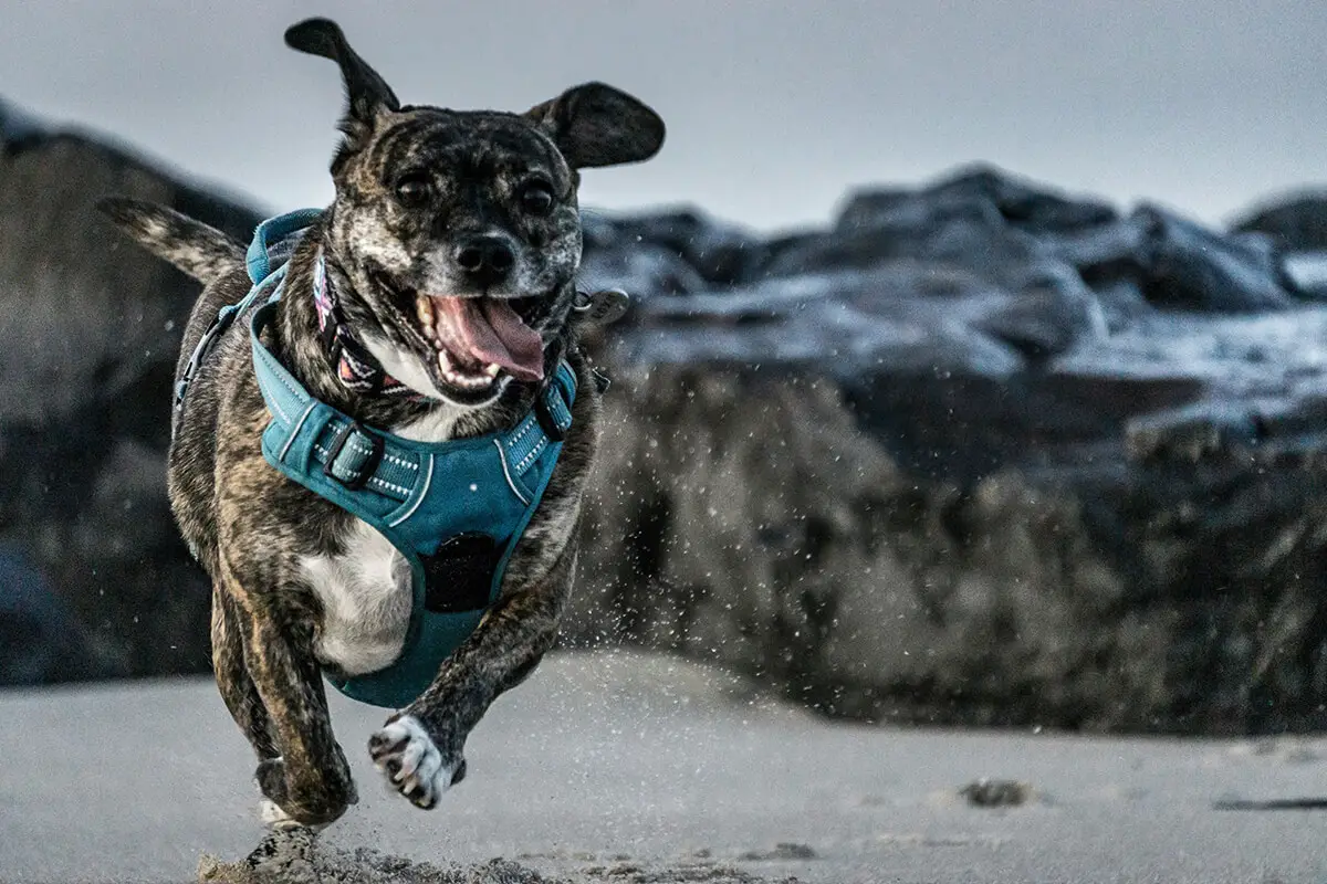 Top Dog-Friendly Beaches In England For A Seaside Getaway